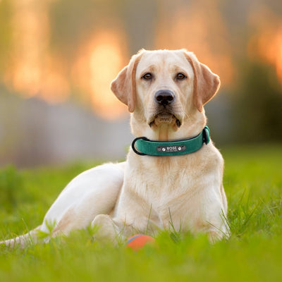 Hundehalsbänder-  Personalisierte benutzerdefinierte Leder Hundehalsband