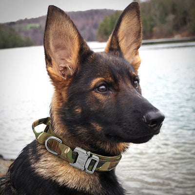 Hundehalsband für Gehtraining